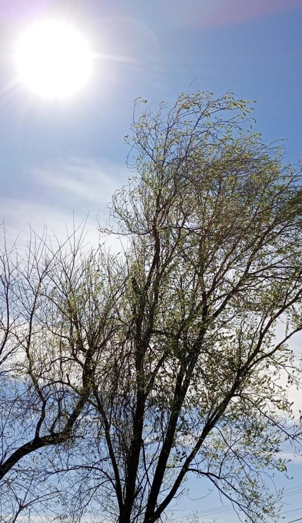 Alerta Meteorológica: Viento fuerte, altas temperaturas y riesgo extremo por incendios en Córdoba